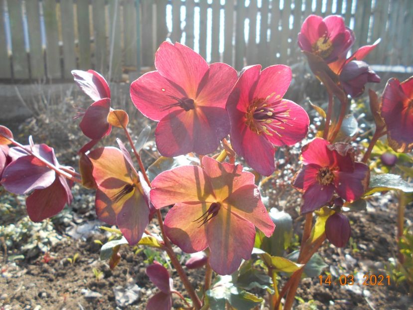  - 02 Azalee-rhododendroni-heleborusi-hortensii-hoste 2021