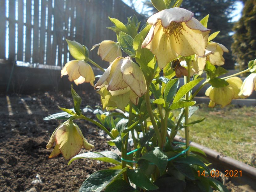  - 02 Azalee-rhododendroni-heleborusi-hortensii-hoste 2021