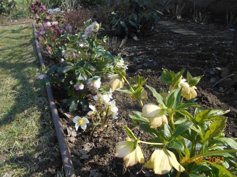  - 02 Azalee-rhododendroni-heleborusi-hortensii-hoste 2021