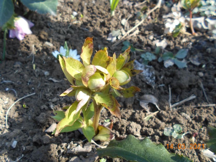  - 02 Azalee-rhododendroni-heleborusi-hortensii-hoste 2021