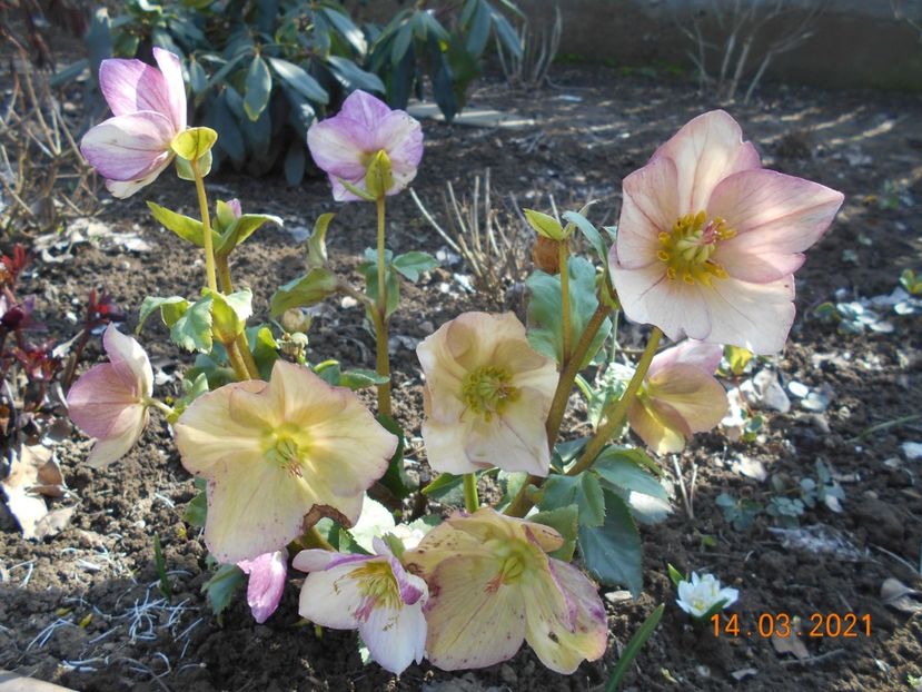  - 02 Azalee-rhododendroni-heleborusi-hortensii-hoste 2021