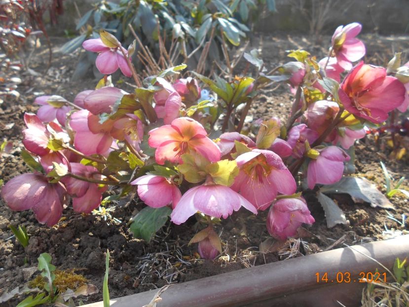  - 02 Azalee-rhododendroni-heleborusi-hortensii-hoste 2021