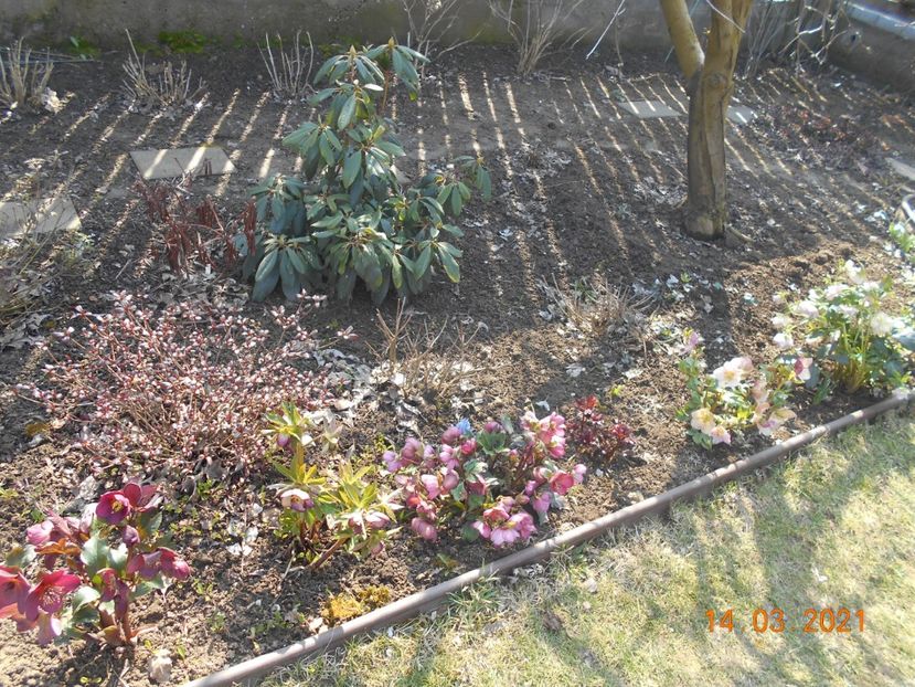  - 02 Azalee-rhododendroni-heleborusi-hortensii-hoste 2021