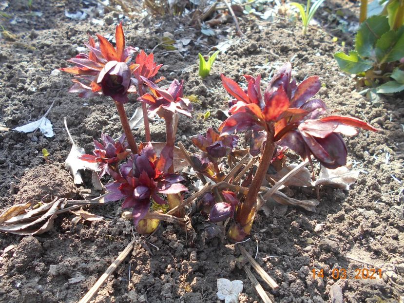  - 02 Azalee-rhododendroni-heleborusi-hortensii-hoste 2021