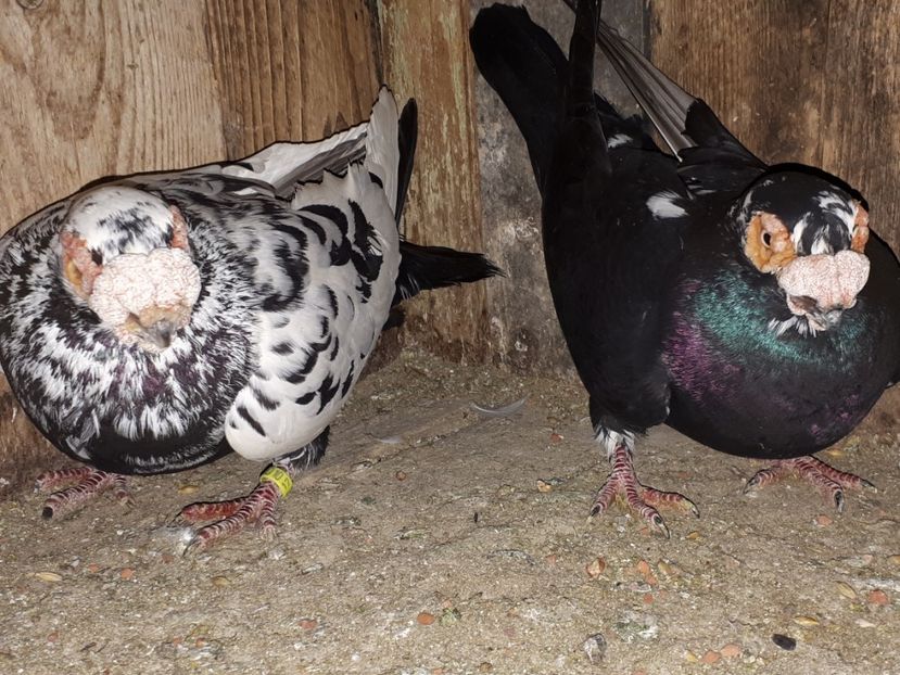  - K _ carunculați 2021