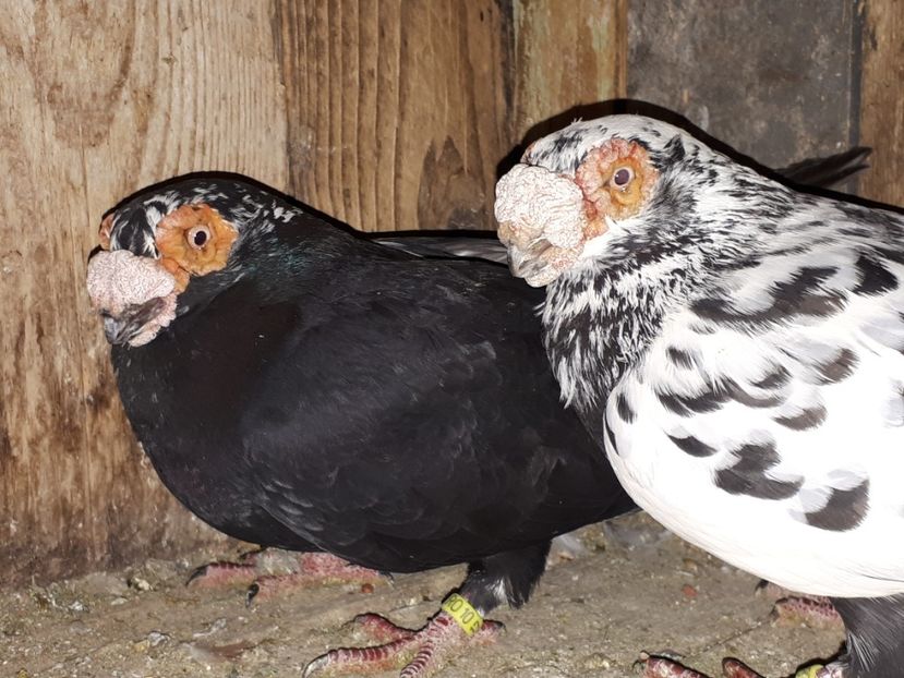  - K _ carunculați 2021