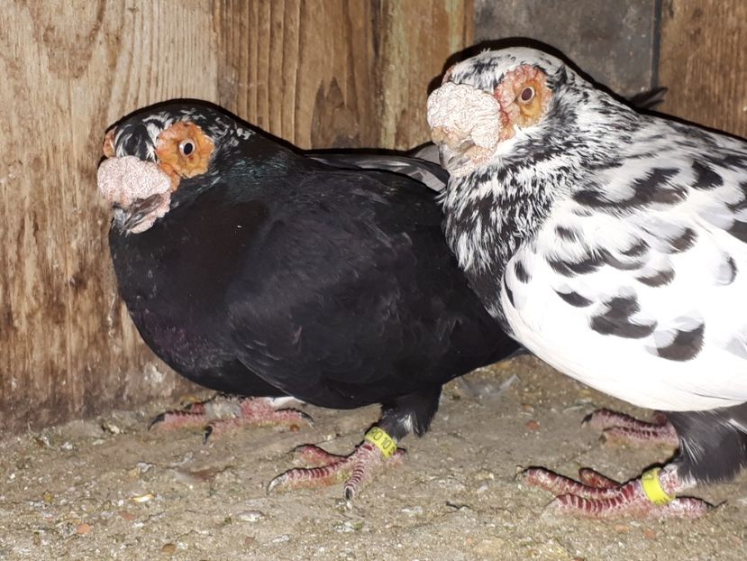  - K _ carunculați 2021