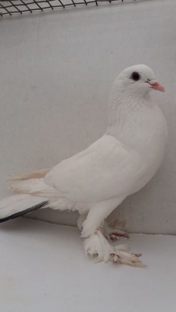 F 2020 - Por tapalagosi