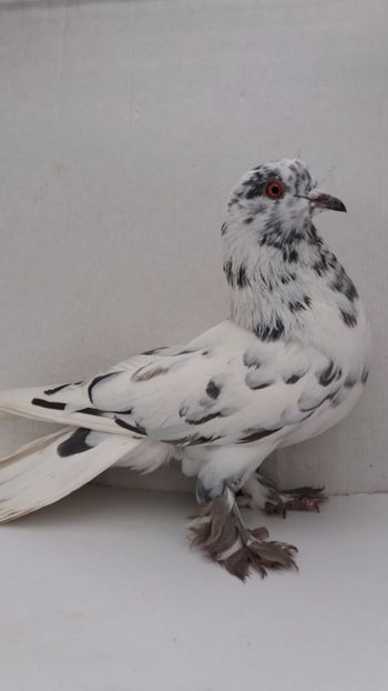 F 2020 - Por tapalagosi