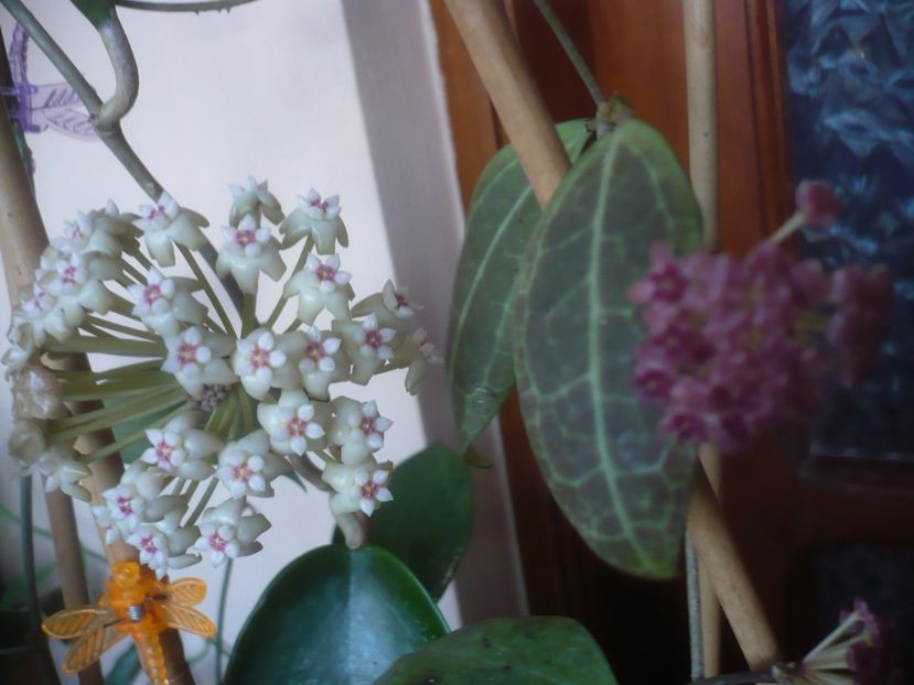 P1470462 - HOYA 2021-1