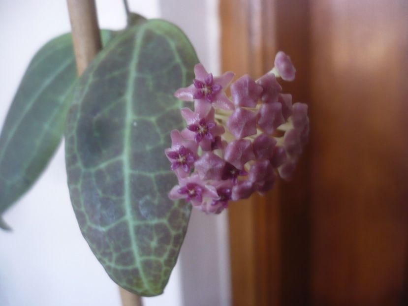 P1470464 - HOYA 2021-1