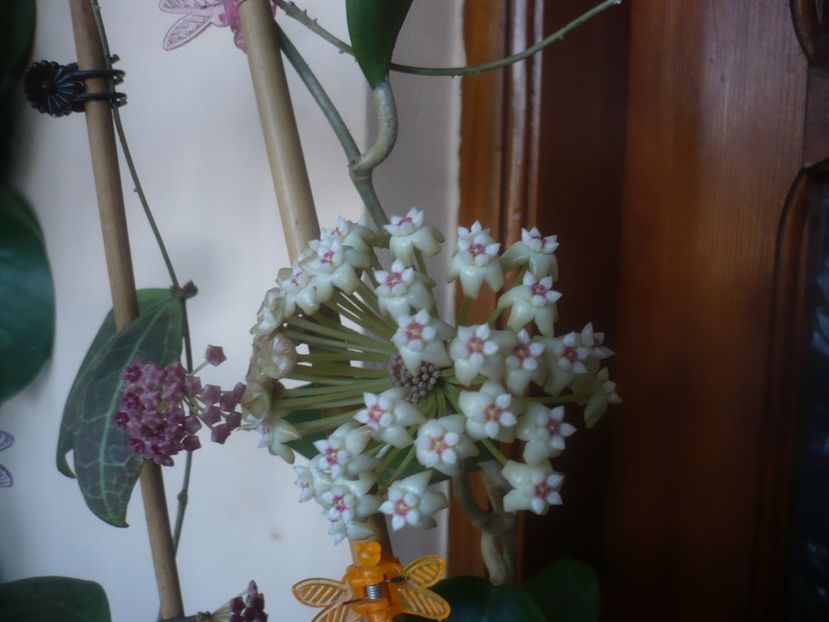 P1470467 - HOYA 2021-1