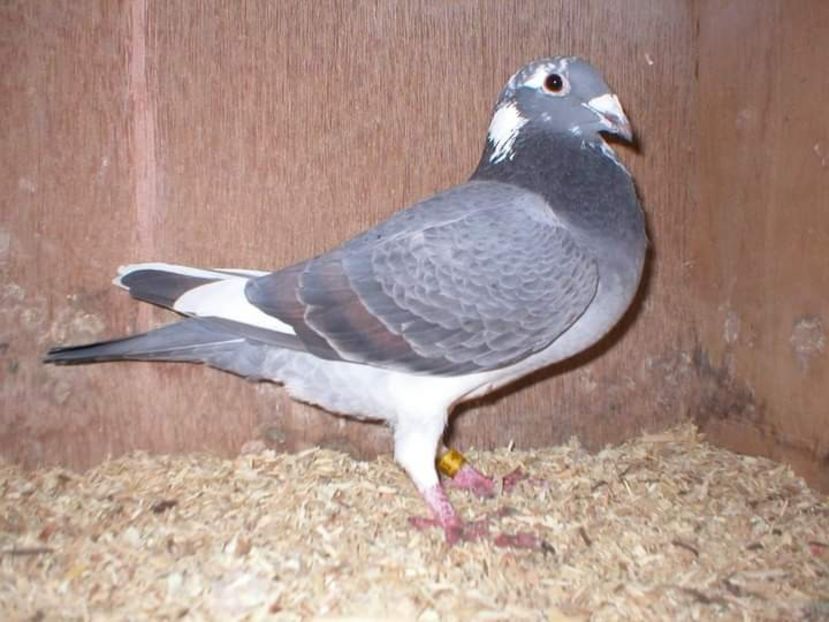  - NU IMI APARTIN ALBUM NR 2