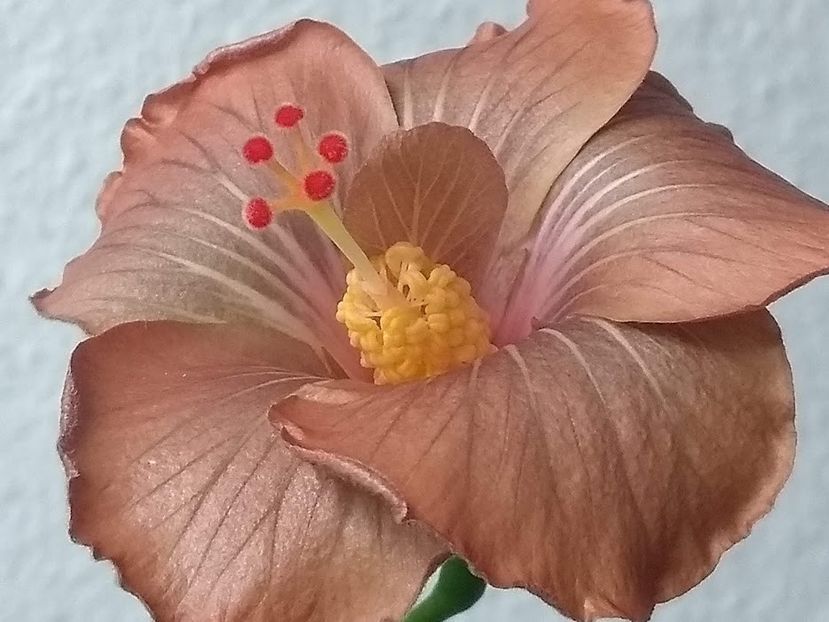  - Hibiscus din seminte 2020-2021