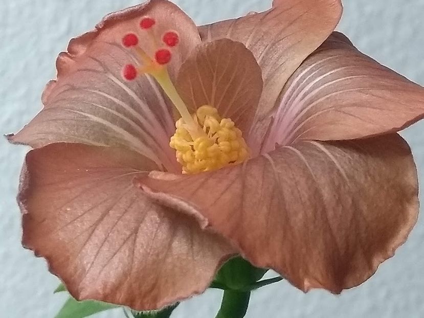  - Hibiscus din seminte 2020-2021