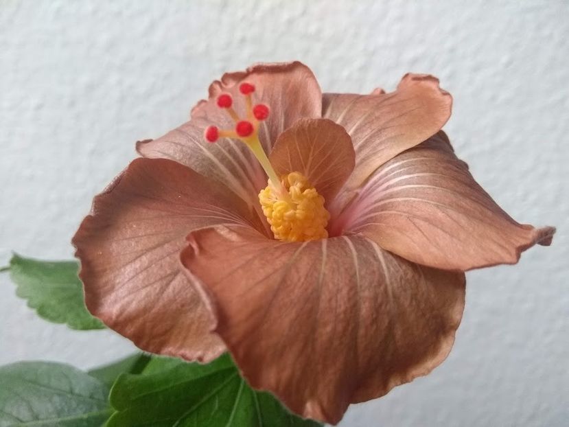  - Hibiscus din seminte 2020-2021