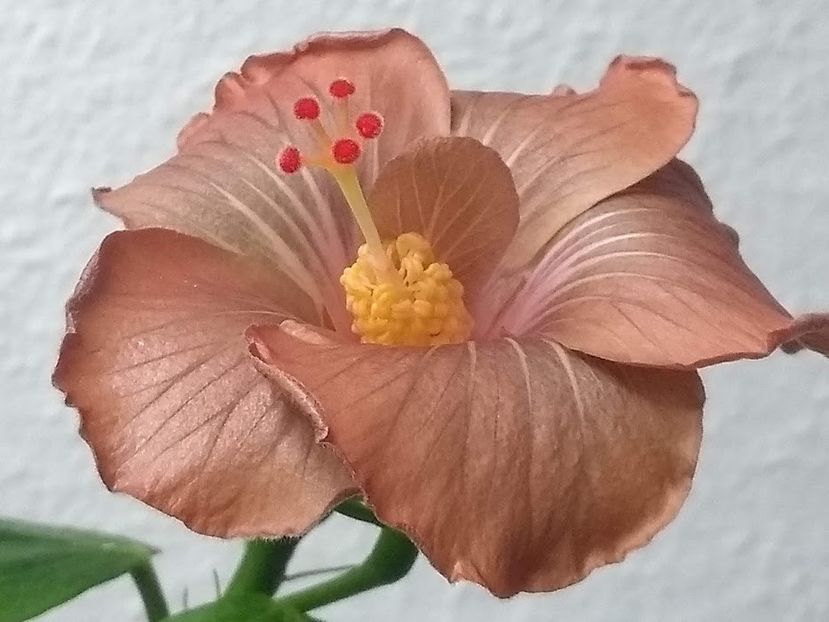  - Hibiscus din seminte 2020-2021