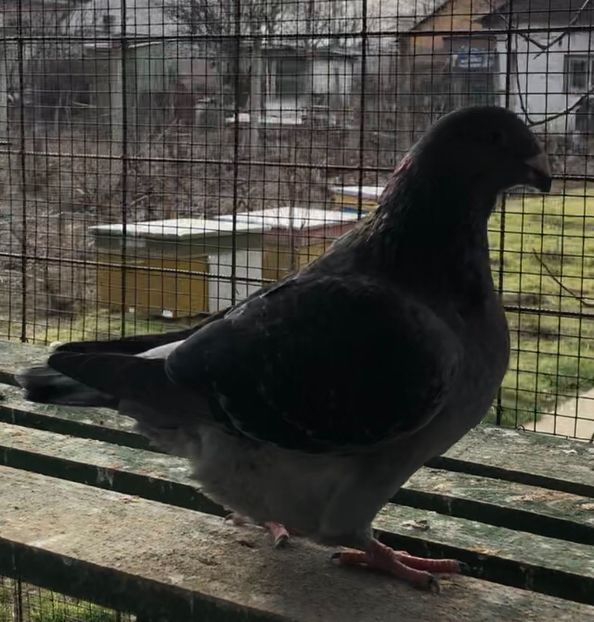 F2020 - Femele pentru 2021