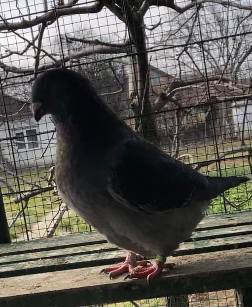 83D5BB0A-49AB-41AF-B9E3-B1811E7A562B - Femele pentru 2021