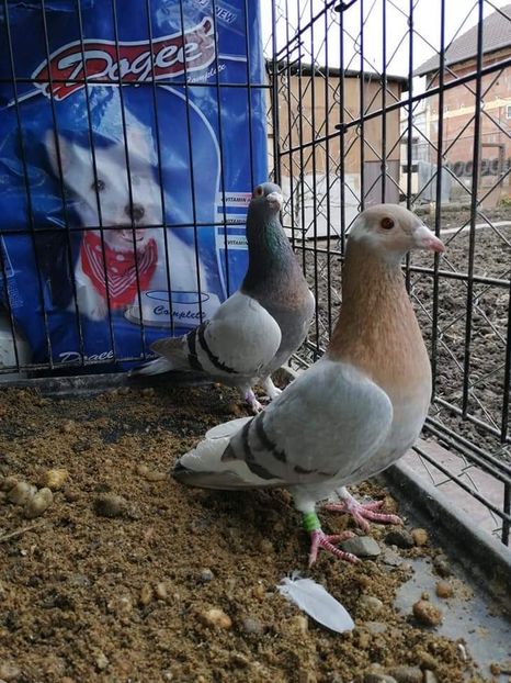  - NU IMI APARTIN ALBUM NR 2