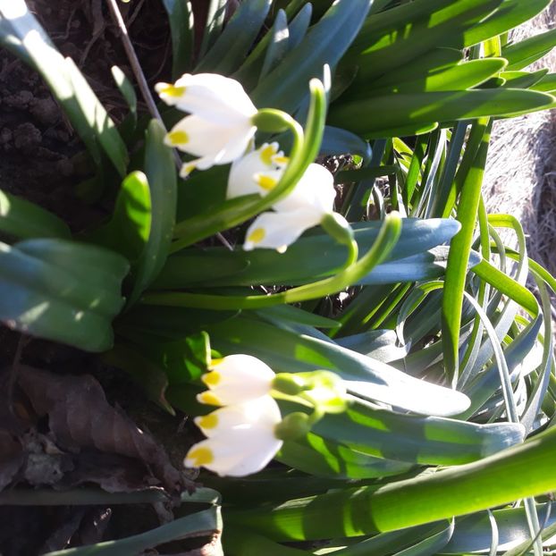  - Flori de grădină-2021