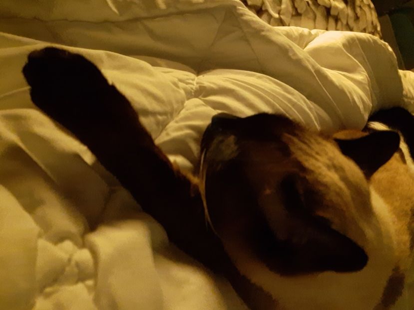  - Pisicii mei in martie 2021