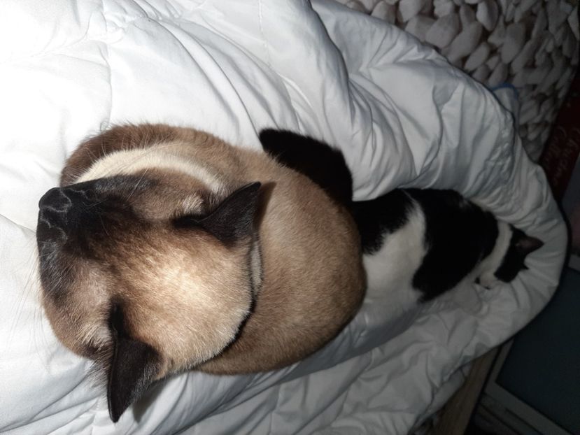  - Pisicii mei in martie 2021