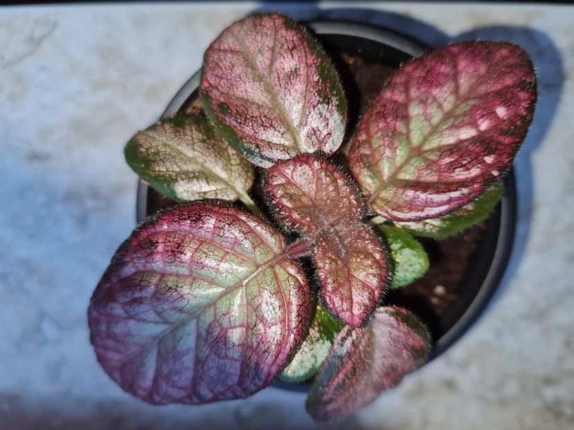  - Episcia 2021