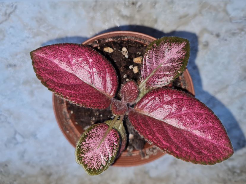  - Episcia 2021