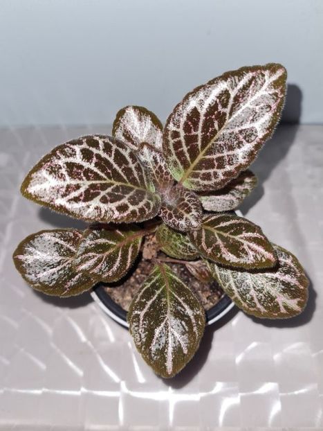  - Episcia 2021