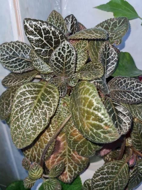  - Episcia 2021