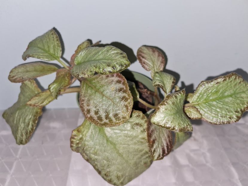  - Episcia 2021