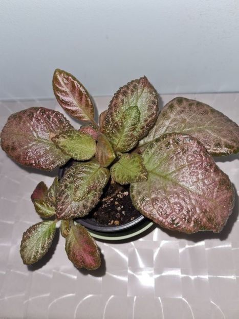  - Episcia 2021