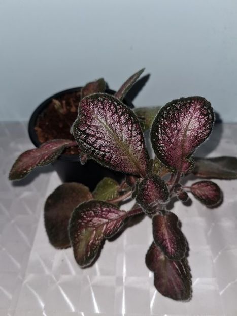  - Episcia 2021