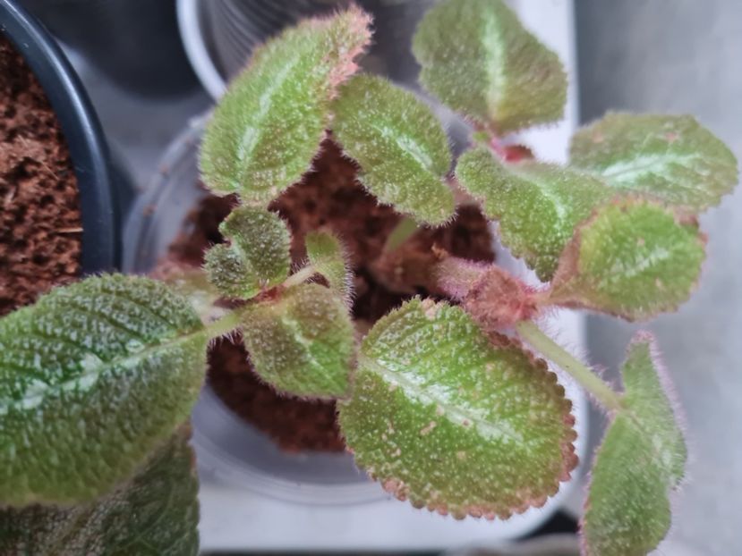  - Episcia 2021