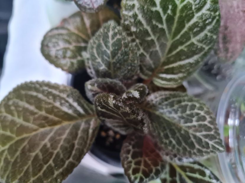  - Episcia 2021