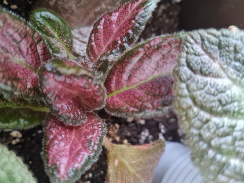  - Episcia 2021