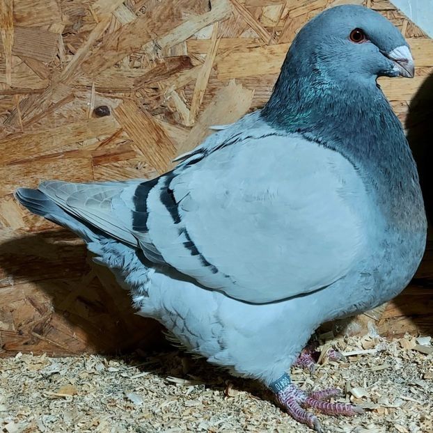 114125392 (1) - 3---AGH DAȚI 2019 - 2025