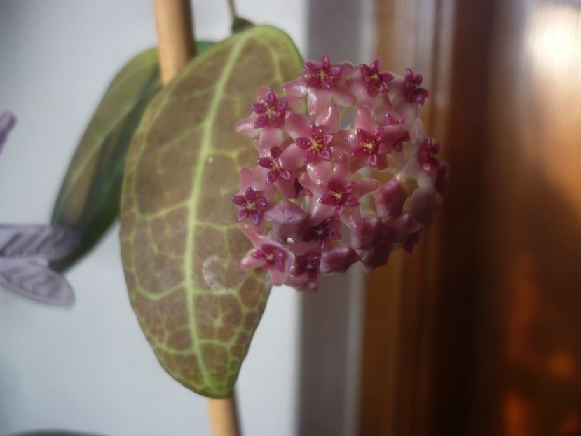 15.03.2021 - HOYA 2021-1