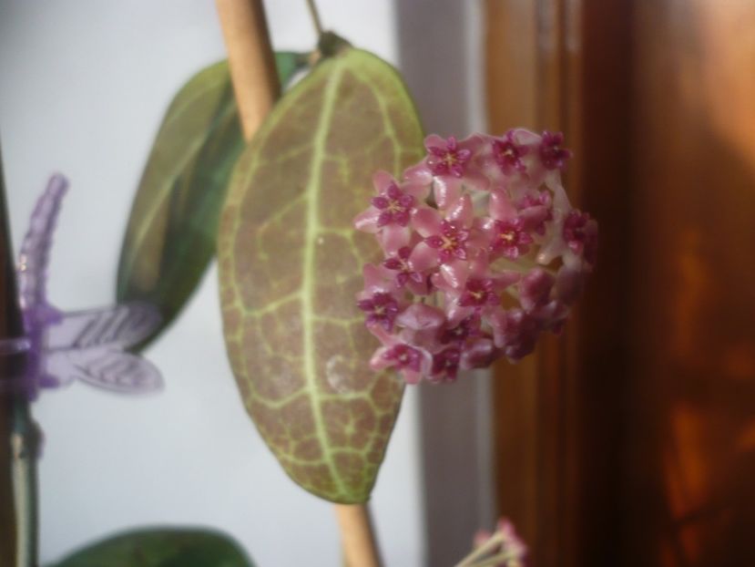 P1470473 - HOYA 2021-1