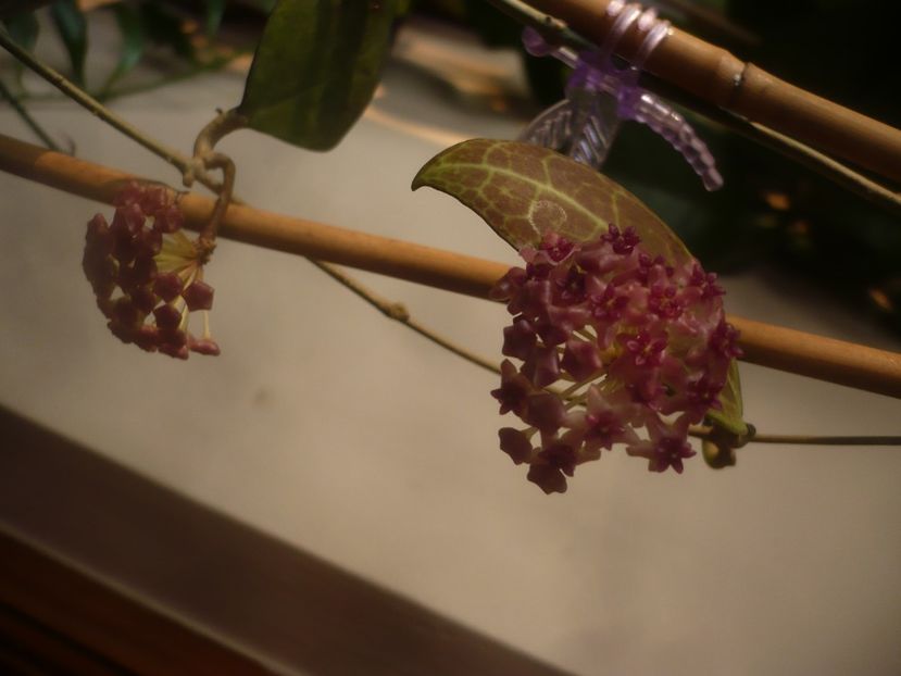 P1470474 - HOYA 2021-1