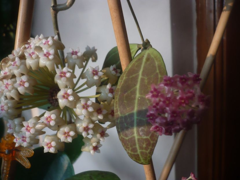 P1470476 - HOYA 2021-1