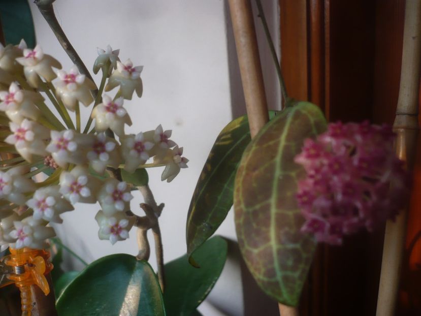 P1470478 - HOYA 2021-1