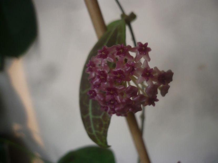P1470482 - HOYA 2021-1