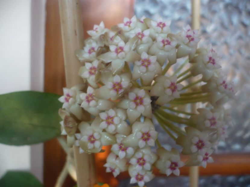 P1470484 - HOYA 2021-1