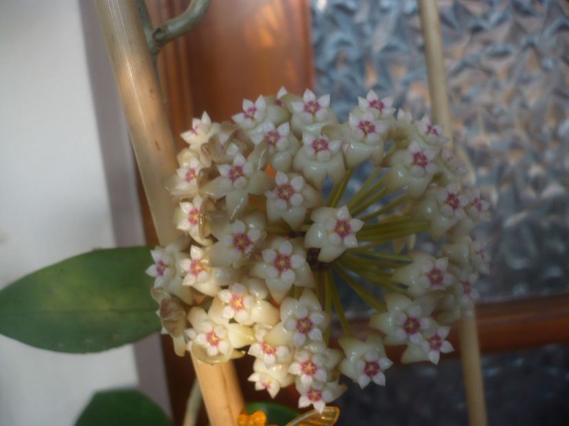 P1470485 - HOYA 2021-1