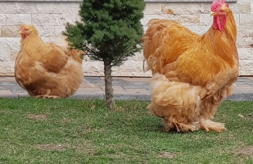  - Cochin galben 2021