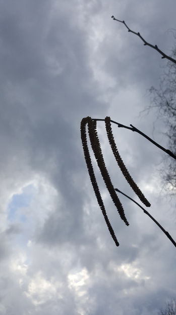 Corylus avellana(flori) - Gradina si terasa PrimaLuce_8-Hello 2021