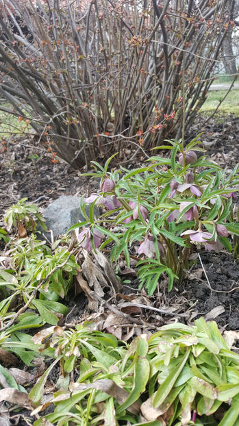 helleborus purpurascens(spânz) - Gradina si terasa PrimaLuce_8-Hello 2021