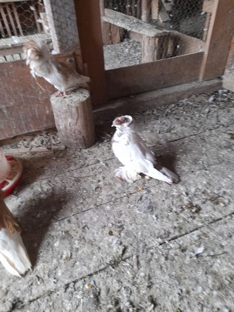  - TOBOSARI GERMANI MATCA 2016